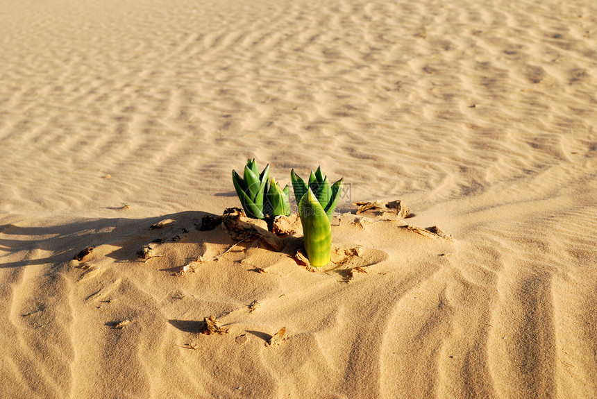 沙漠中的春天绿色季节叶子荒野地形活力生长黄色寂寞孤独图片