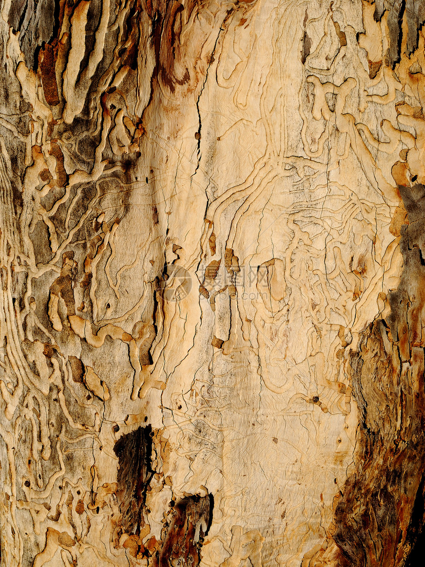 旧木质装饰硬木树木颗粒状风格棕色木材宏观条纹木头图片