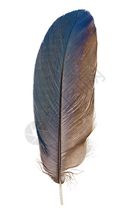 白色背景上的羽毛金刚鹦鹉黑色翅膀鹦鹉柔软度宏观蓝色背景图片