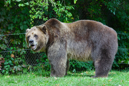 在动物园的灰熊高清图片