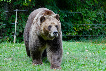 走路灰熊食肉动物银尖熊高清图片