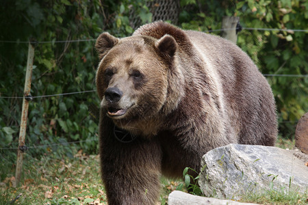 冲刺灰熊捕食者银尖熊高清图片
