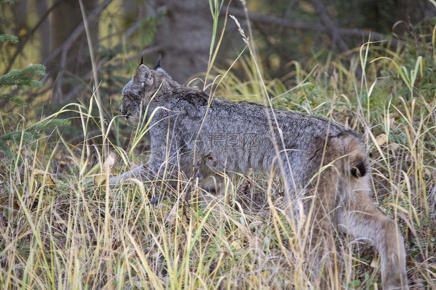 洛基山林克斯猫科晶须动物捕食者栖息地山猫来源食肉荒野哺乳动物图片