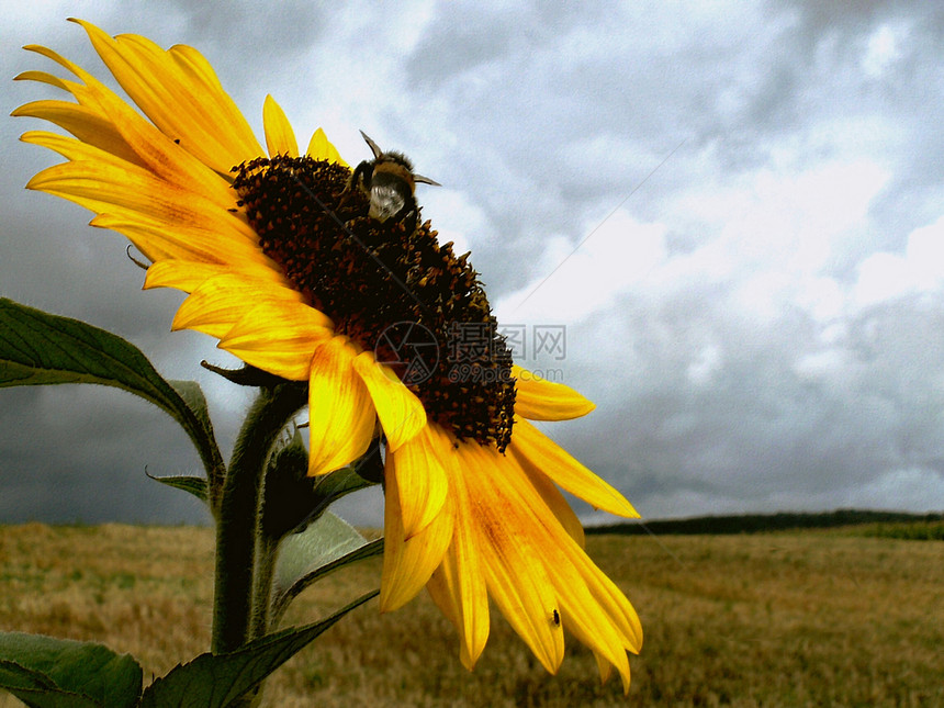 向日葵和蜜蜂天空黄色植物花瓣蓝色蜂蜜花粉昆虫动物图片