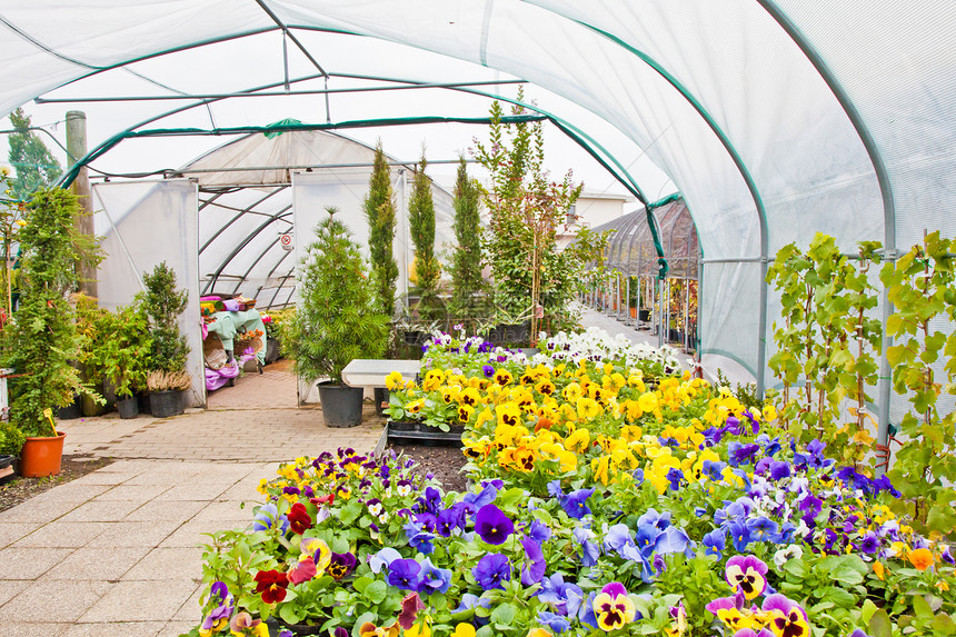 温室植物群季节性店铺绿色植物玻璃苗圃农业农场园艺花园图片