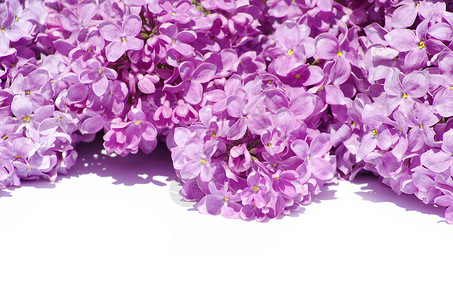 丁香花季节叶子植物衬套花束白色植物学紫色枝条框架背景图片