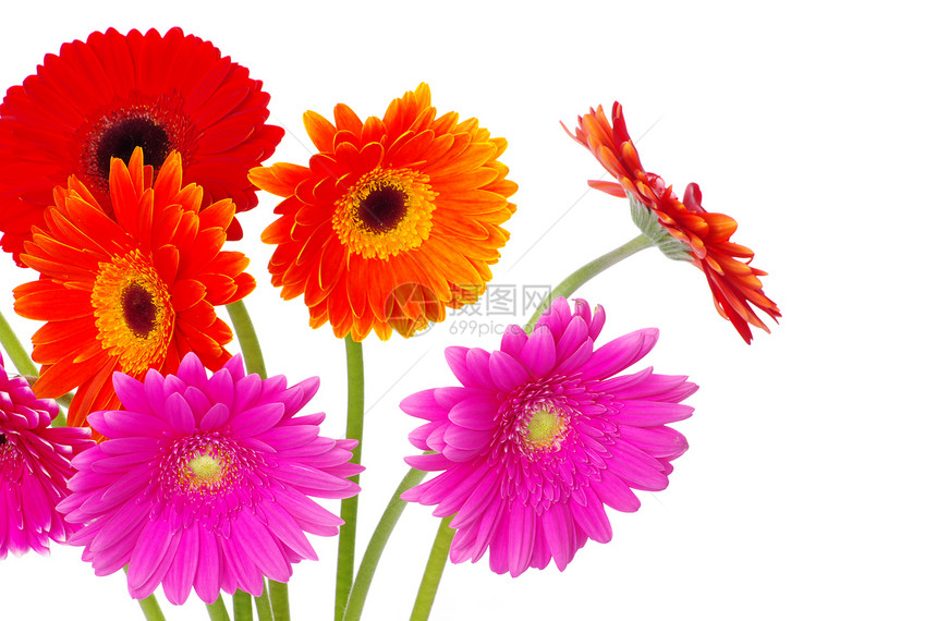 彩色花朵花白色红色植物植物群粉色黄色雏菊花束格柏图片