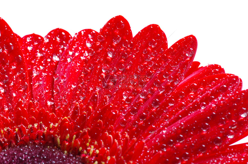 雪花花波纹植物学绿色雏菊生长洪水花瓣植物格柏红色图片