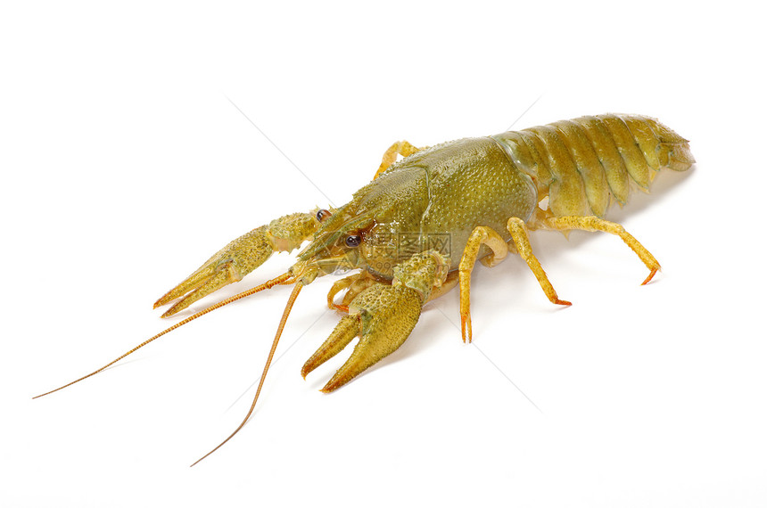 龙虾食物白色螃蟹红色海鲜午餐小龙虾美食图片
