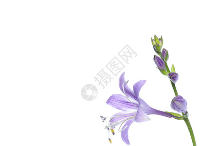 可爱的紫色花朵植物群植物花园植物学生长园艺光合作用白色背景图片