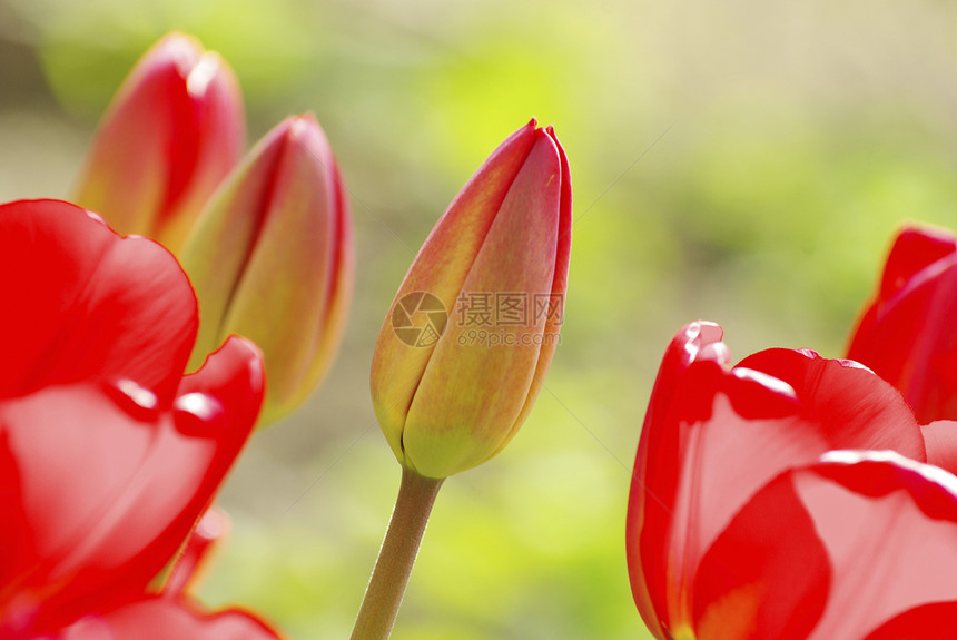 郁金植物群花瓣季节花朵地面院子生长庆典公园蓝色图片