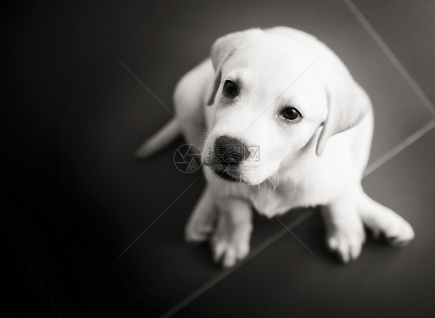 拉布拉多小狗哺乳动物动物血统宠物黑色朋友毛皮猎犬犬类宝贝图片