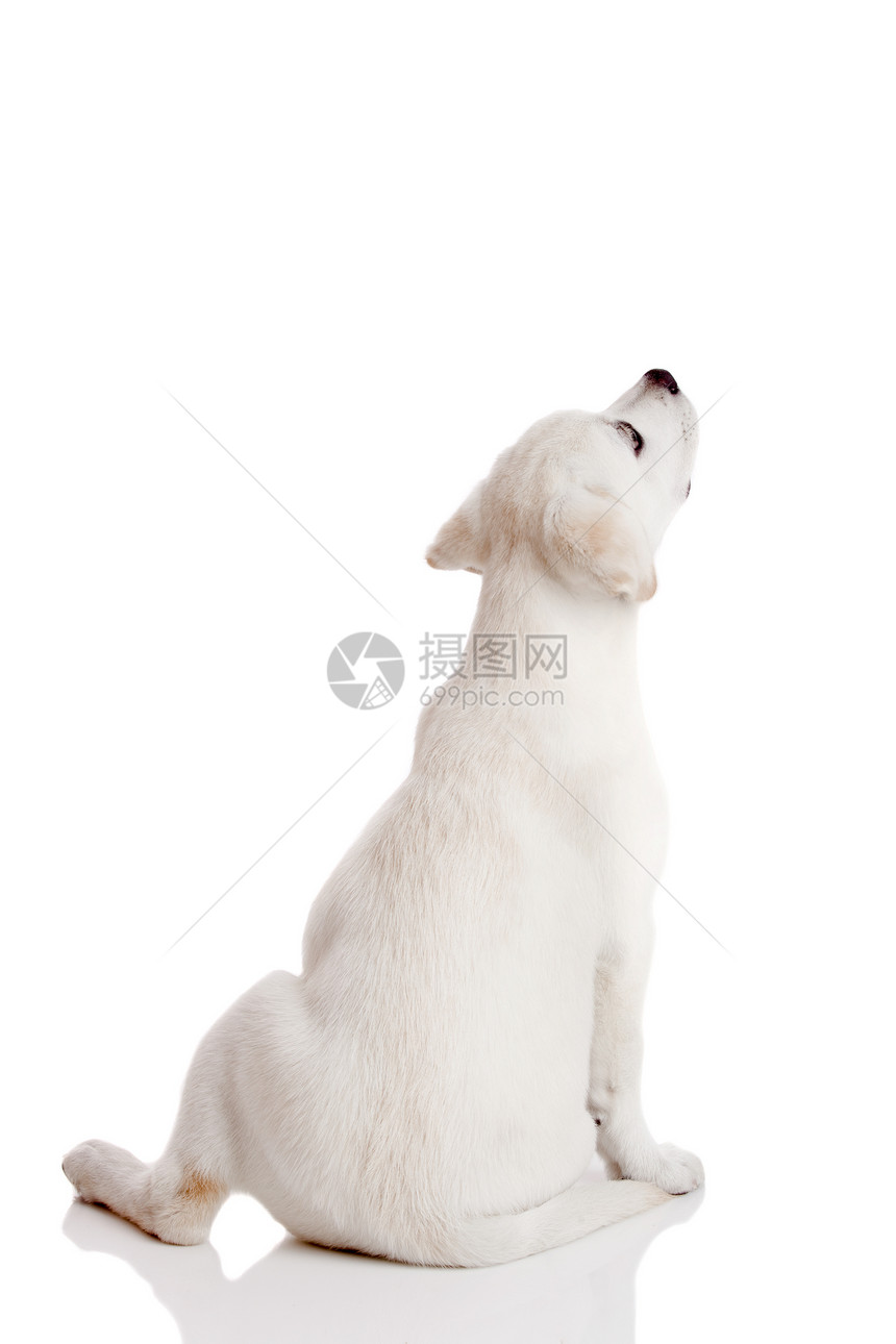 拉布拉多小狗工作室水平宠物说谎白色朋友猎犬动物哺乳动物褐色图片