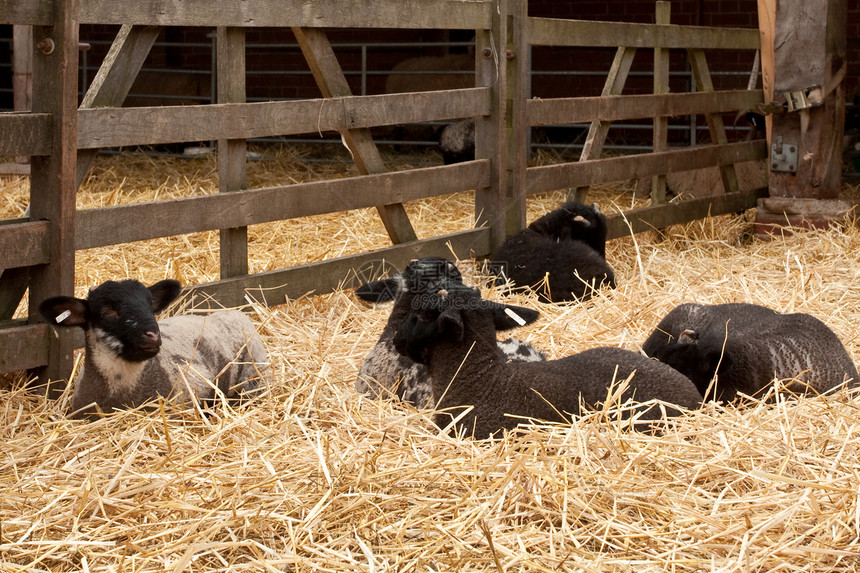 绵羊草地羊毛团体内存农场食物干草稻草哺乳动物牧场图片