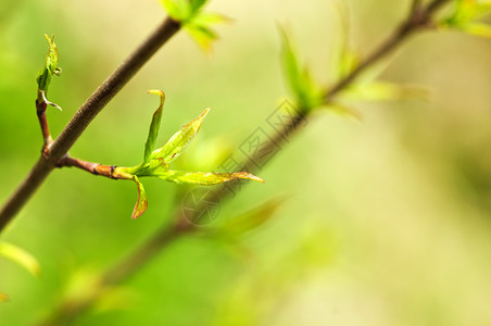 树发春芽绿春叶季节树叶分支机构发芽绿色植物生长生活叶子宏观植物背景