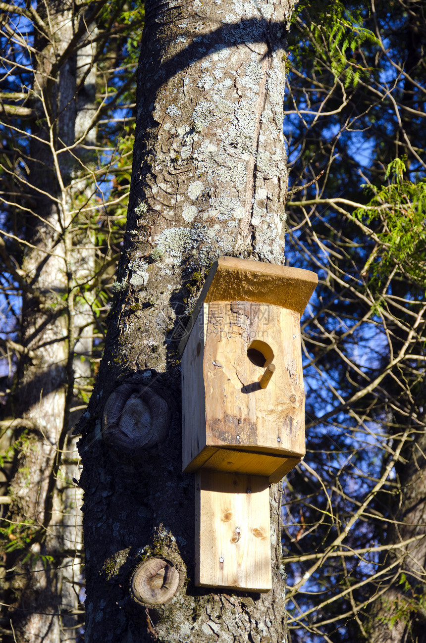 树上新钉的木鸟巢盒图片