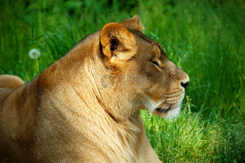 狮子狮座公园头发母亲荒野动物游猎捕食者动物园鬃毛绿色图片