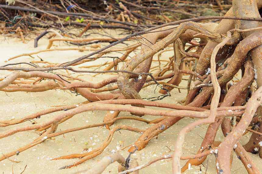 红树根环境海岸线热带气候海滩植物图片