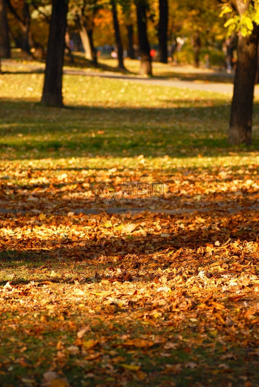 秋季公园阴影草地阳光树干橙子绿色季节树木黄色棕色图片