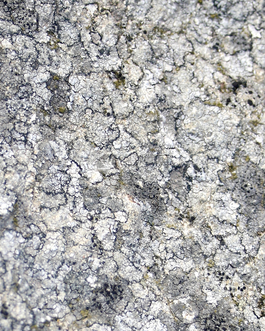 单位数化石岩石苔藓灰色地衣大理石纹理图片