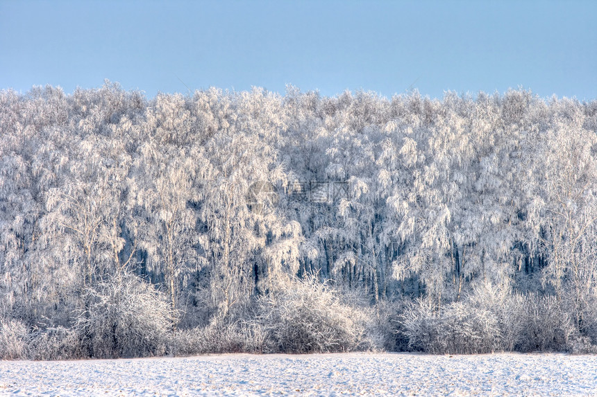 冬季风景木头桦木树干天空森林白色灌木丛天气图片