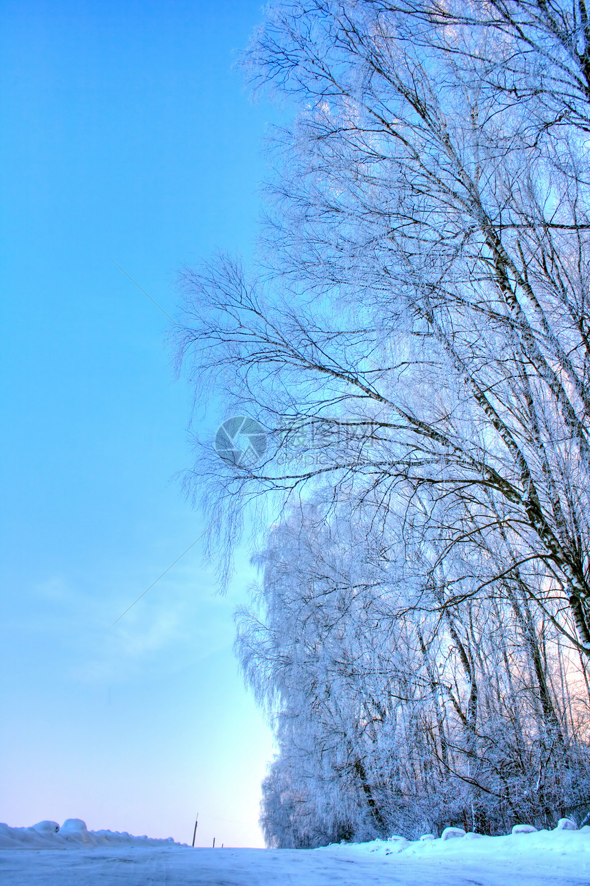 冬季风景日落桦木植物群天空枝条气候橙子树木阳光雪堆图片