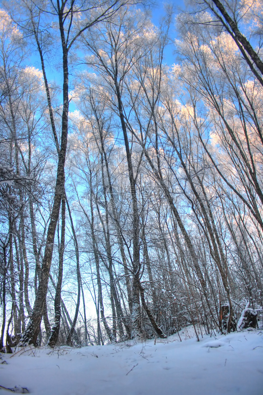 冬季风景日落气候木头摄影雪堆枝条天气树木季节阳光图片