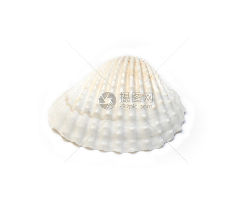 贝壳自然白色图片