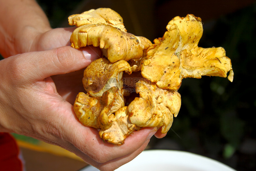 香采花蘑菇收获季节蘑菇漏斗采摘菌类美食美味植物食物图片