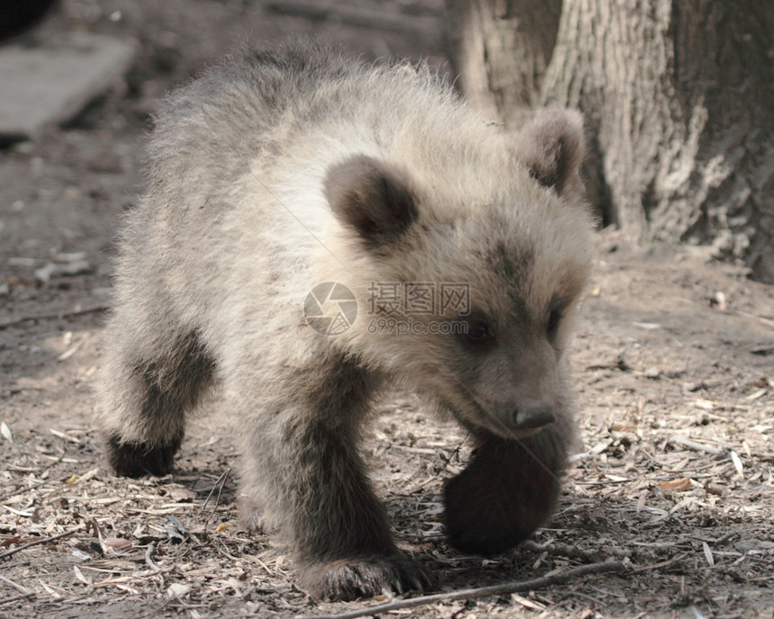 熊小动物池塘荒野爪子婴儿森林俘虏哺乳动物生物野生动物图片