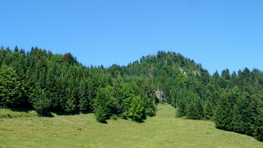 Fir树树木农村蓝色高山天空国家假期森林绿色植被图片