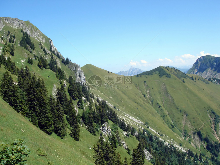 夏季前瑞士阿尔卑斯山花朵晴天风景悬崖旅行环境高地生态爬坡顶峰图片