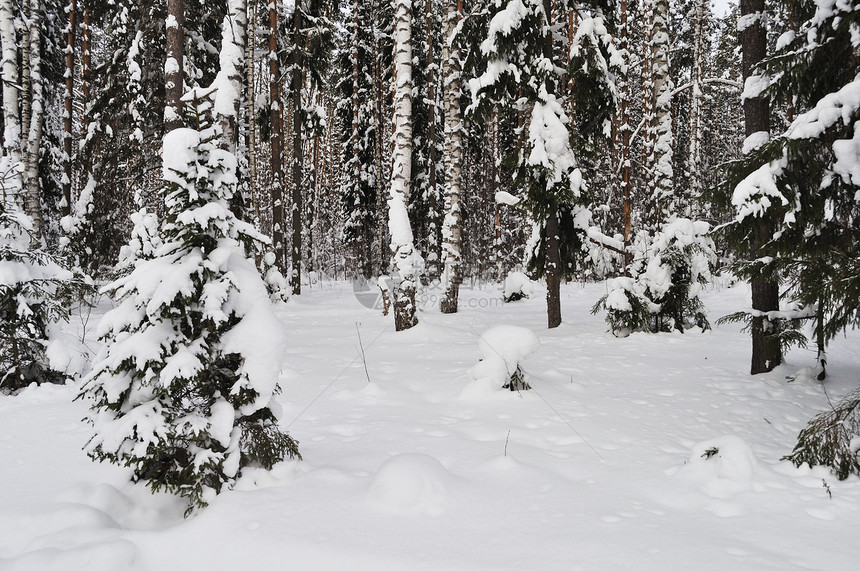 冬季森林中的新雪图片