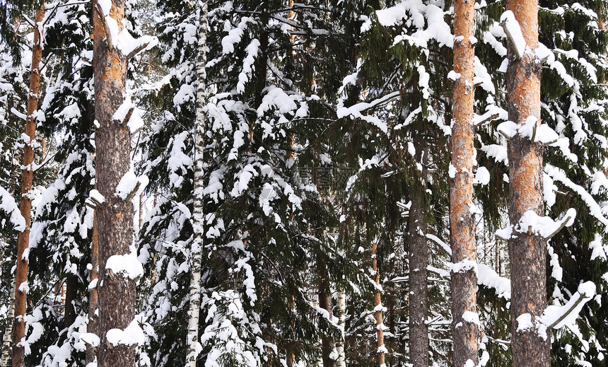 白雪和松树图片