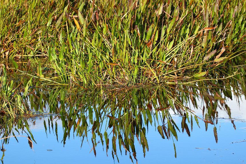 湿地背景风情图片