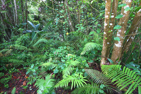 中央山脉Toro Negro雨林波多黎各自然资源雨林生活植物资源生物学叶子蕨类公园里科背景