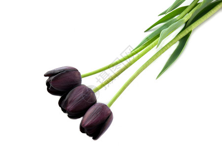 黑色郁金香绿色花园园艺花朵叶子紫色花头白色背景图片