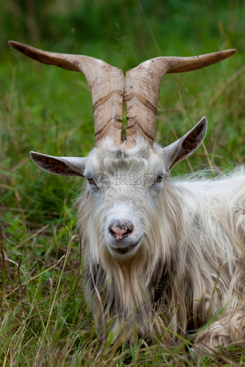 山羊肖像绿色动物哺乳动物乡村牧场国家农业喇叭草地农场图片