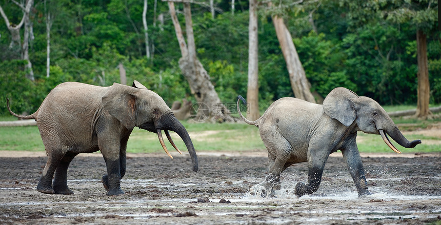 攻击大象动物树干象牙跑步森林荒野丛林生活野生动物生态图片