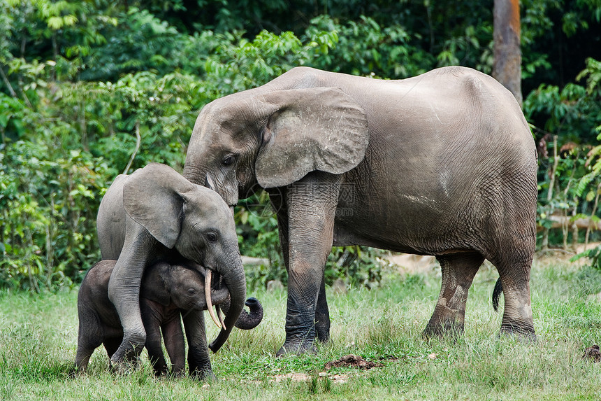 森林家庭大象厚皮压痛耳朵食草哺乳动物母性象牙母亲丛林獠牙图片