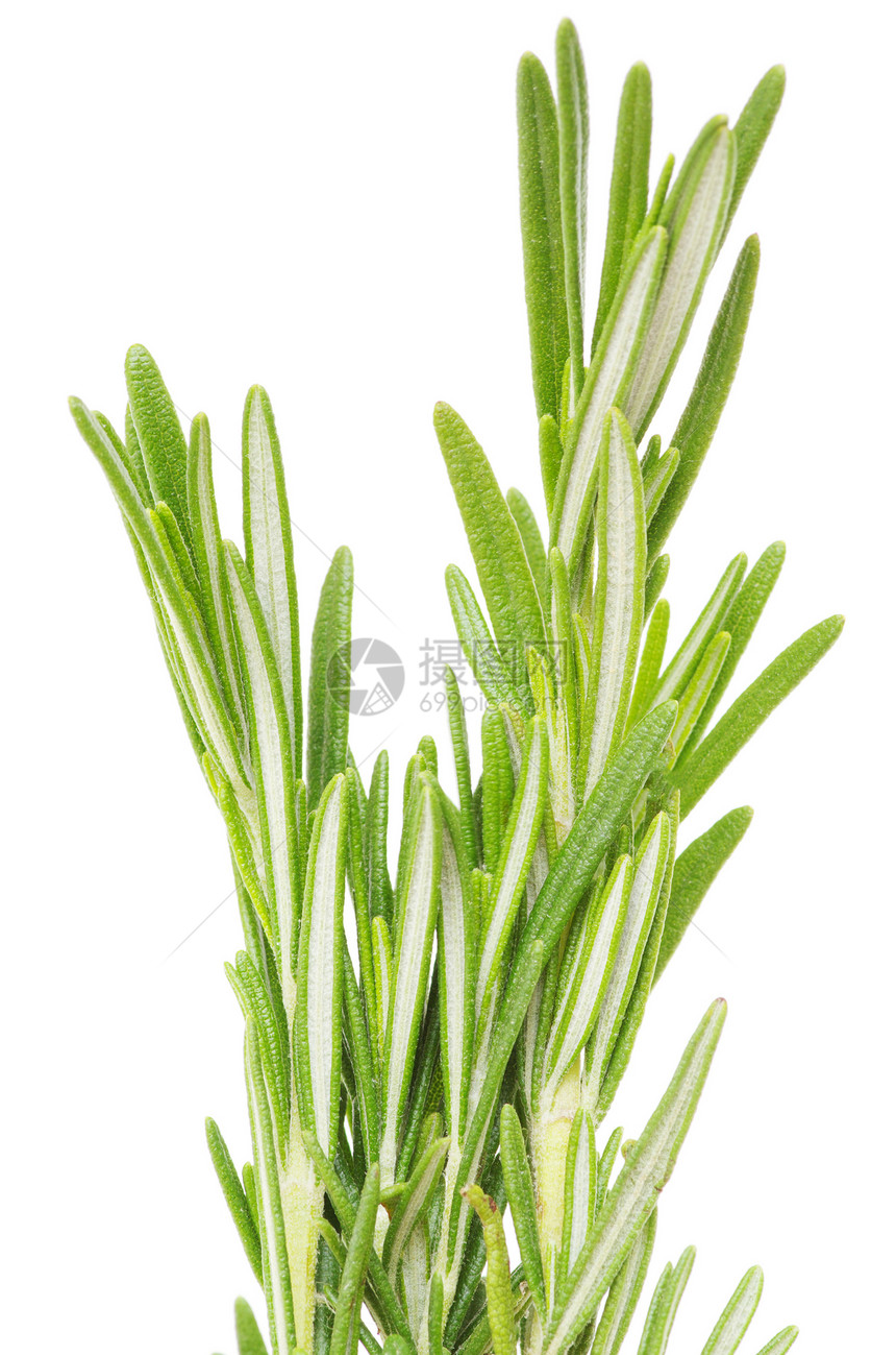 迷宫芳香香料白色迷迭香叶子草本绿色植物草药食物图片
