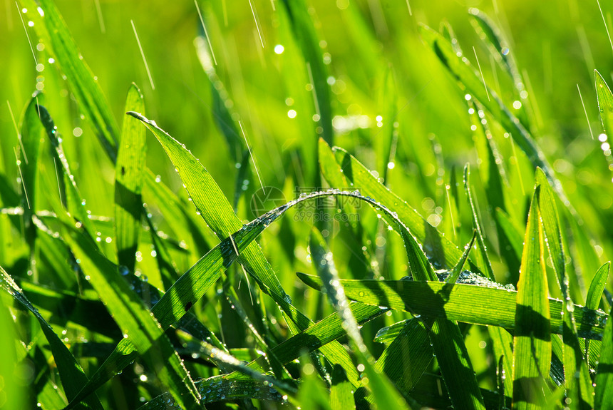 草地上滴水液体树叶生长雨滴宏观植物绿色花园草本植物图片