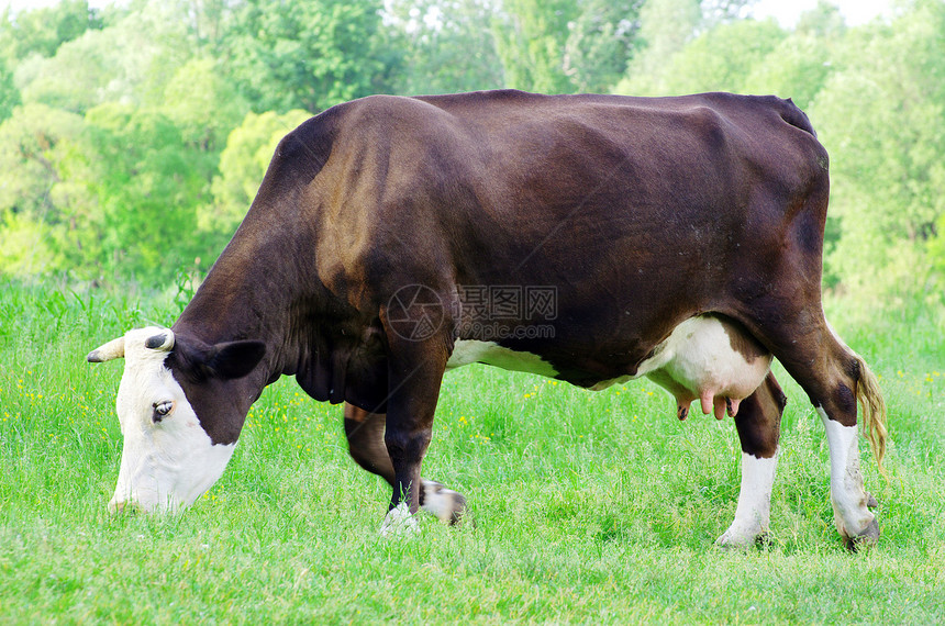 奶牛白色草地农场牧场场地黑色晴天牛肉土地稻草图片