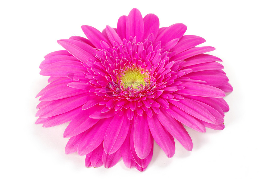 粉红色圆形季节花瓣礼物雏菊白色生长粉色植物群格柏图片