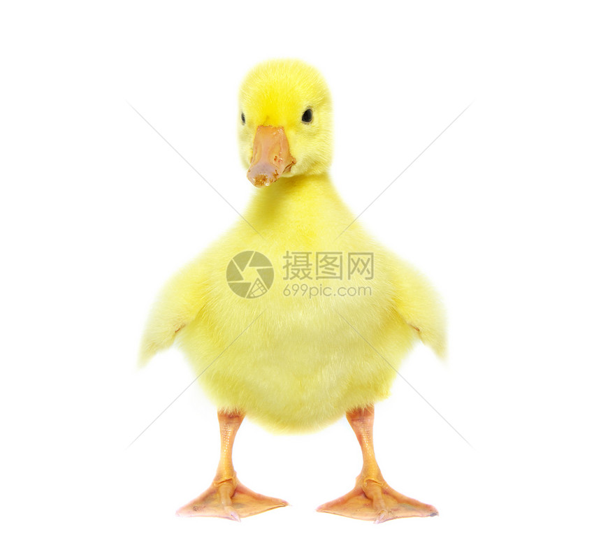 可爱的高歌小鸭子雏鸟黄色翅膀羽毛鸭子毯子场地婴儿小鹅图片