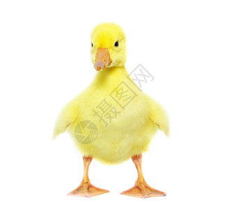 可爱的高歌小鸭子雏鸟黄色翅膀羽毛鸭子毯子场地婴儿小鹅背景图片