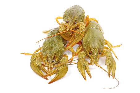 龙虾美食海鲜小龙虾白色食物午餐螃蟹红色背景图片
