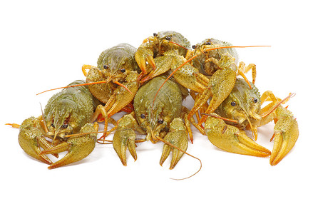 龙虾白色螃蟹海鲜红色午餐美食食物小龙虾背景图片