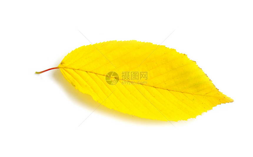 秋叶季节植物学黄色桌面叶子橙子白色公园树木落叶图片