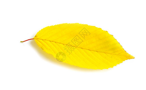 秋叶季节植物学黄色桌面叶子橙子白色公园树木落叶背景图片